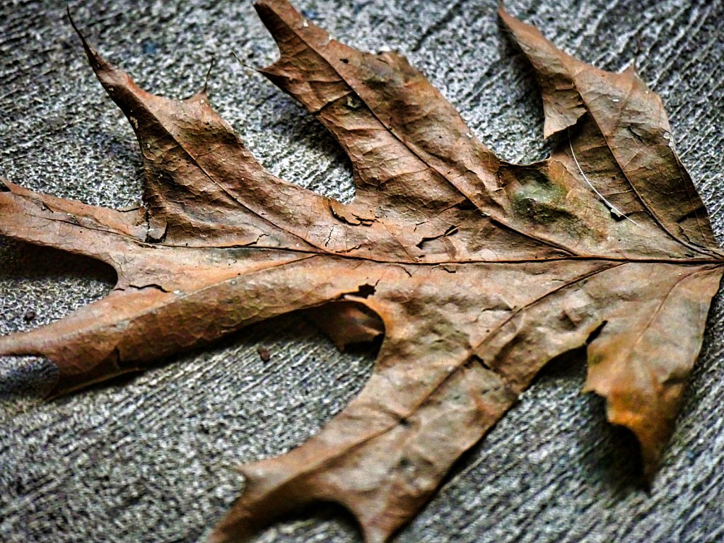Dry Leaf on Concrete
