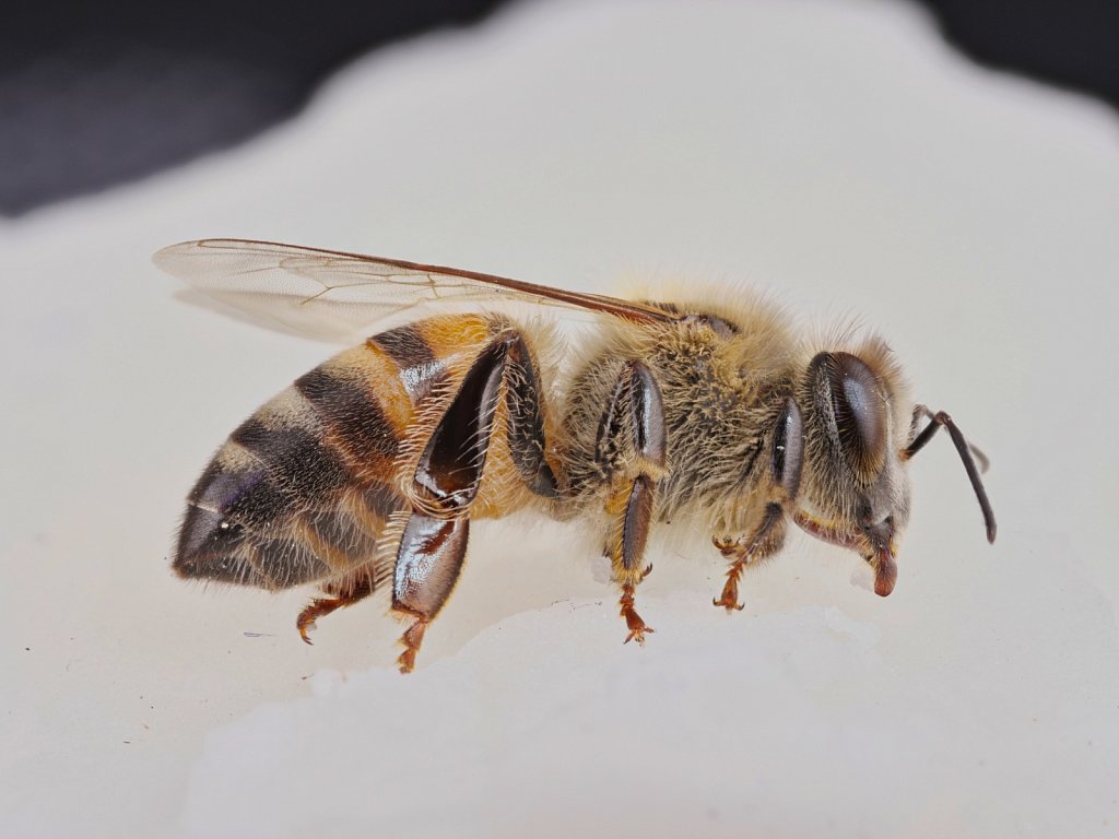 Bee on Sugar Patty