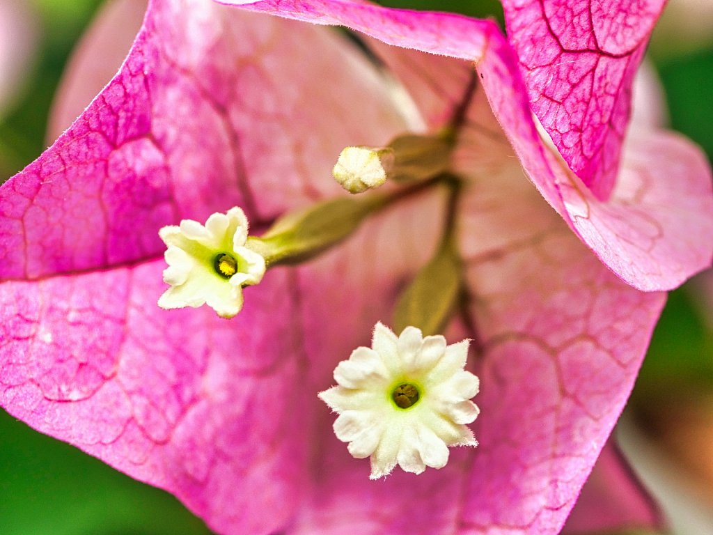 Bougainvillea Pink Flower