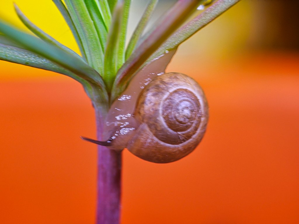 Snail in Small Pine
