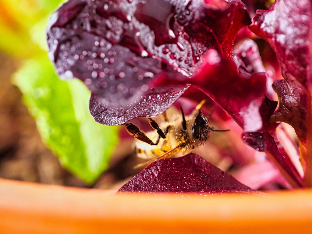 Bee Standing under on Salad Leaf