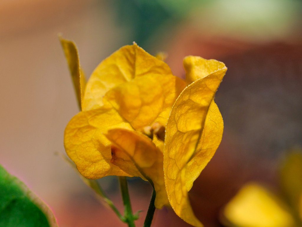 Yellow  Flower
