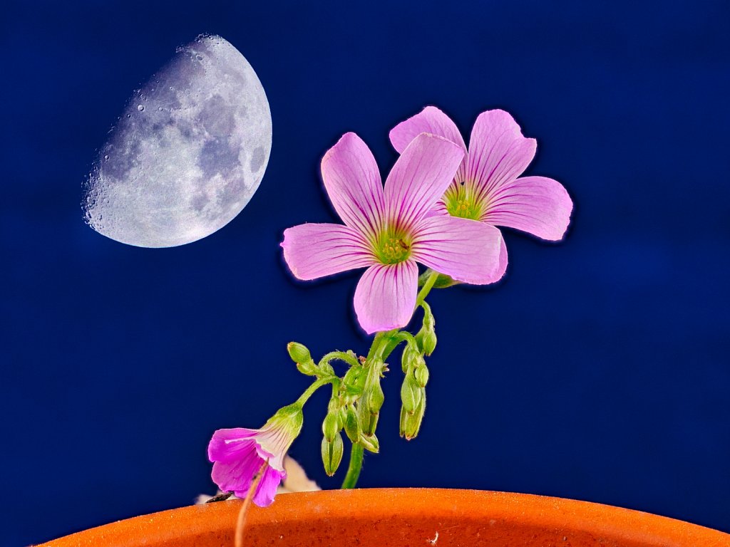 Pink-Wild-Flower-Macro-Blue-Moon-Background.jpeg